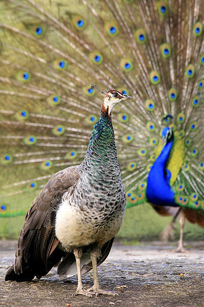 Title: Peacock & Peahen Display